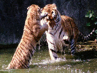 <b>Tiger</b> <b>Screen</b> Saver