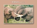 <b>African Animals</b> <b>Screensaver</b>