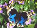 <b>Butterflies</b> Screensaver