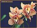 Orchids <b>Screensaver</b>