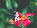 <b>Butterflies</b> <b>Screensaver</b> vol.2