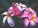 <b>Magic</b> <b>Flowers</b> <b>Screensaver</b>